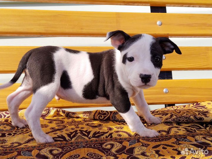 Щенки американского стаффордширского терьера
