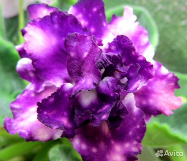 Продам папоротники, сортовые фиалки и фуксии, хойи