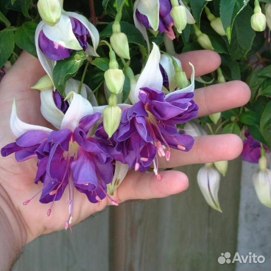 Черенки фуксии