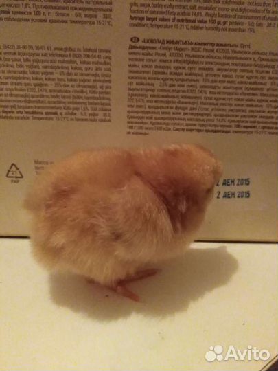 Цыплята суточные от несушек