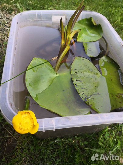 Прибрежные растения в водоём