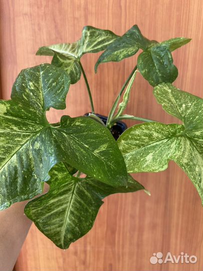 Сингониум вайт батерфляй