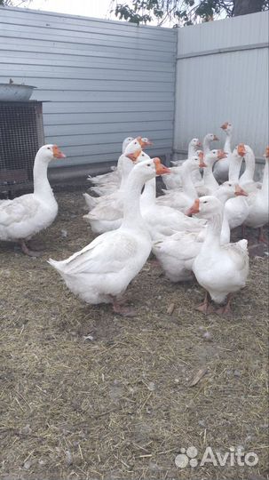 Гусь породы 