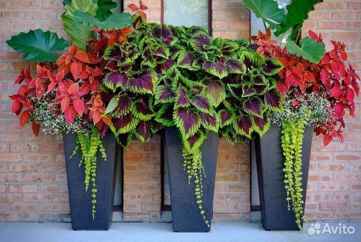 Рассада дихондры