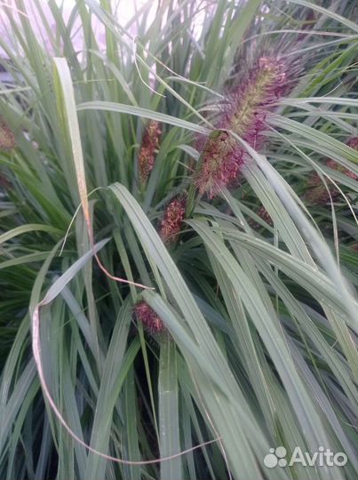 Перистощетинник