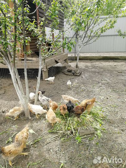 Домашняя птица, Я Й Ц О куриное