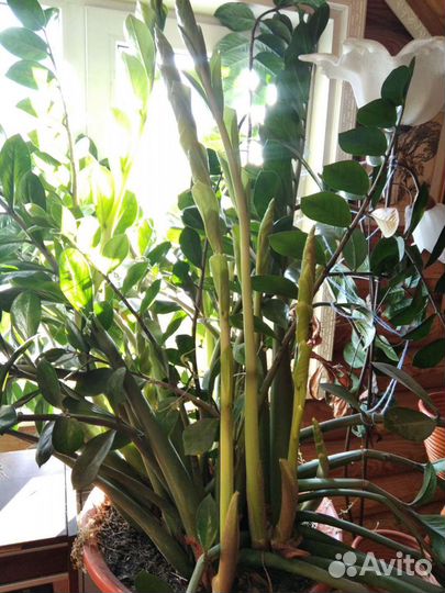 Замиокулькас