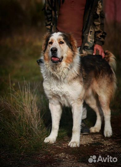 Алабай в дар