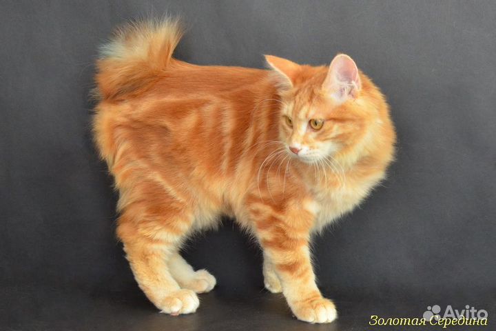 Курильский бобтейл