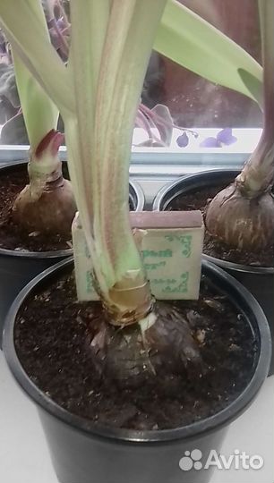 Гиппиаструм