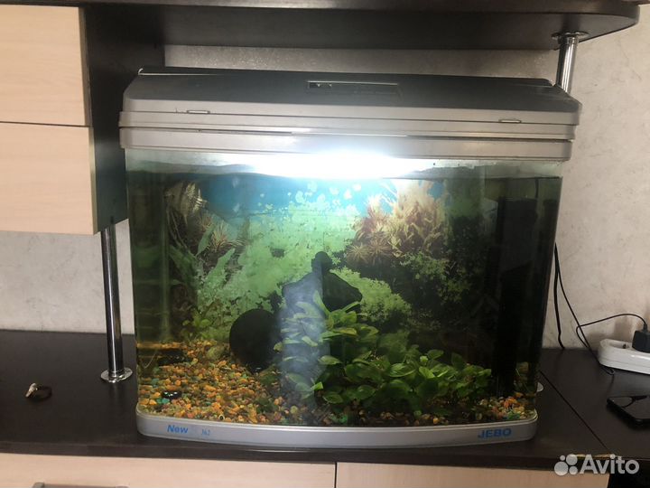Аквариум с рыбками