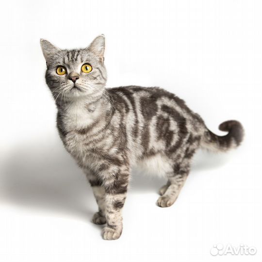 Бетти британка из приюта строго в добрые руки