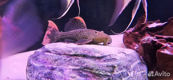 Номерной сом L 114