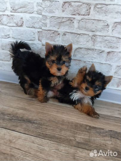 Йоркширский терьер