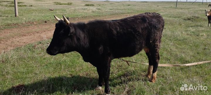 Коровы быки на мясо