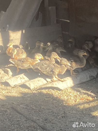 Подсадные утки