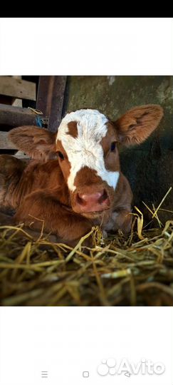 Продам тёлочек(2х недельный)