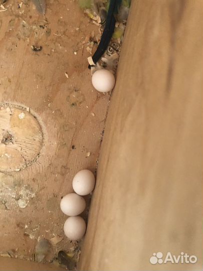 Волнистый попугай