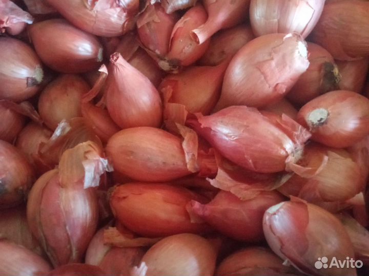 Лук шалот семейный