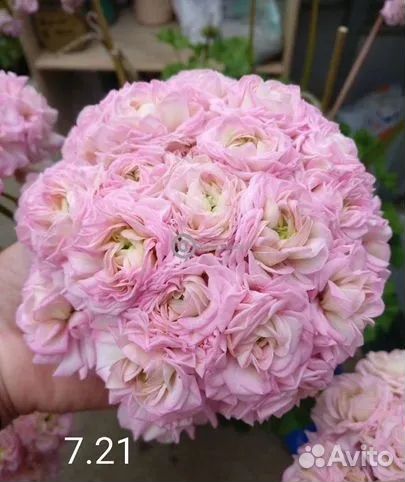 Пеларгонии сортовые