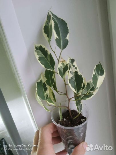 Фикусы сортовые