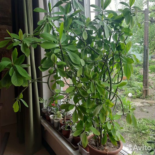 Синадениум Гранта