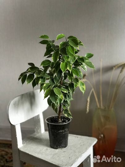 Фикус бенджамина Кинки