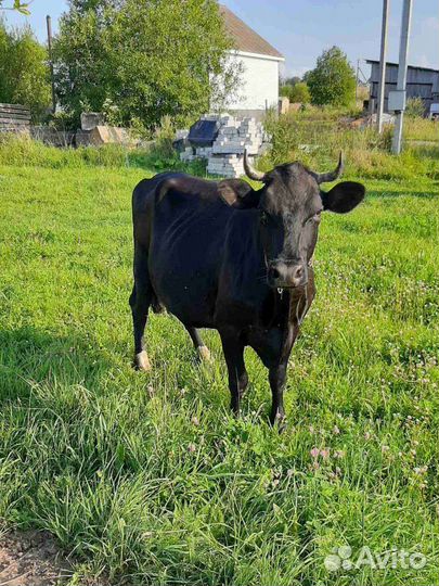 Корова высокоудойная