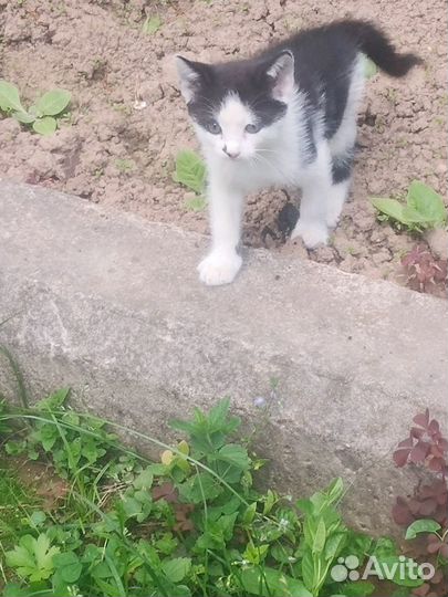 Котёнок 1 месяц