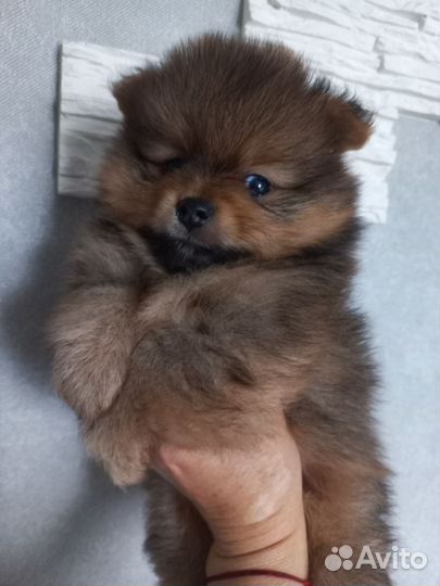 Померанский шпиц мини