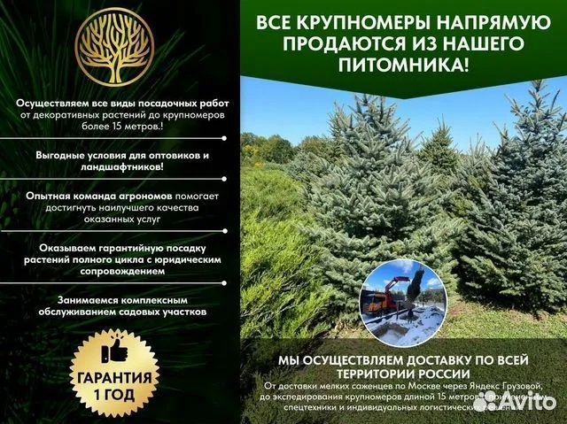 Сосна кедровая