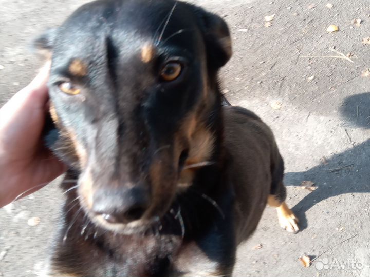 Дворовая собака