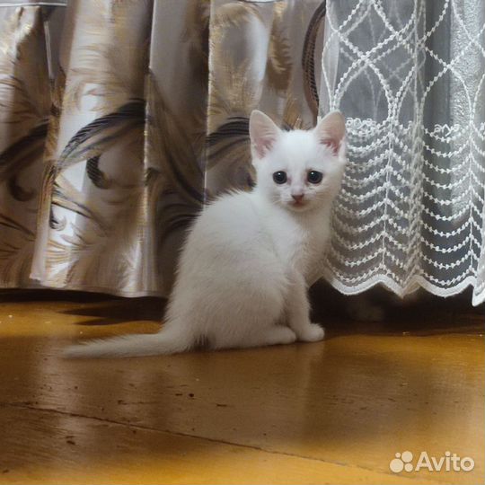 Котята