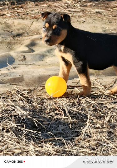 Щенки ищут заботливые ручки