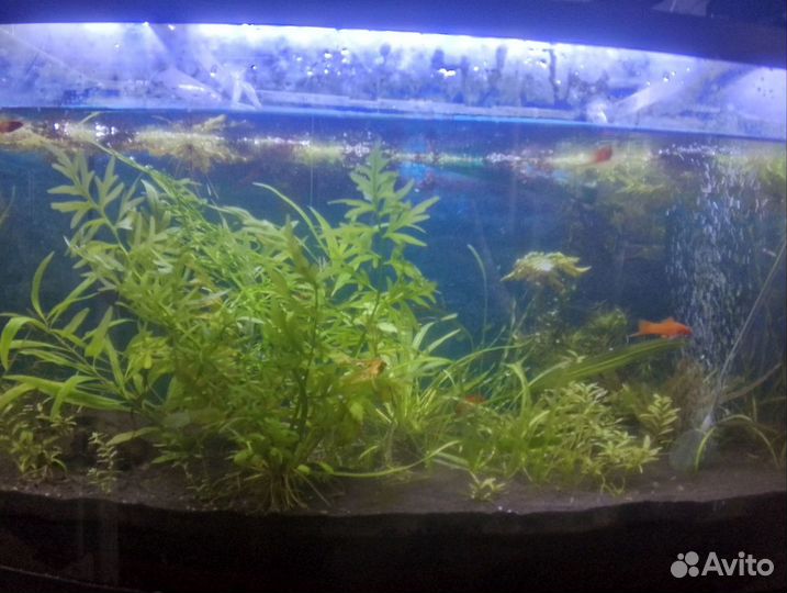 Аквариум 100л с растениями и рыбами