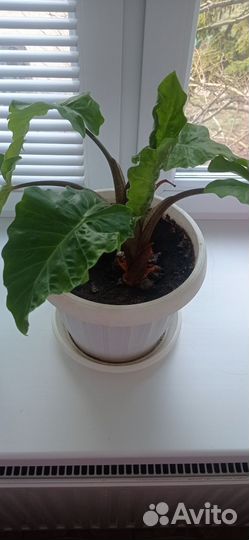 Филодендрон атом