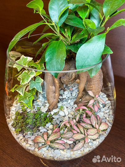 Флорариум с бонсай в большом бакале