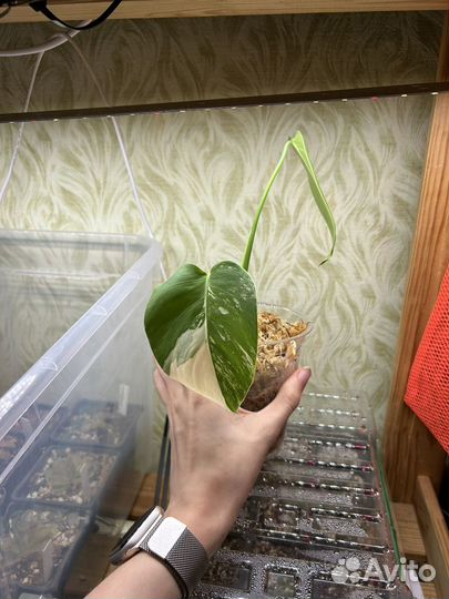 Монстера делициоза альба вариегатная