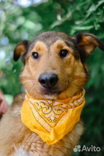 Скромный пес Лобзик ищет дом