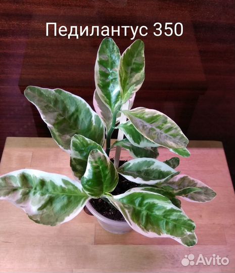 Педилантус