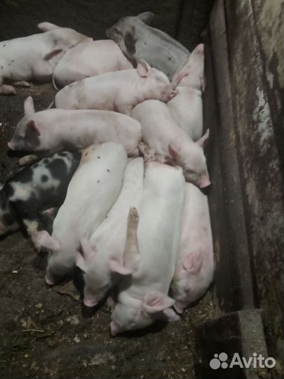 Поросята крупная белая + мангалица, 1 - 1,5 мес