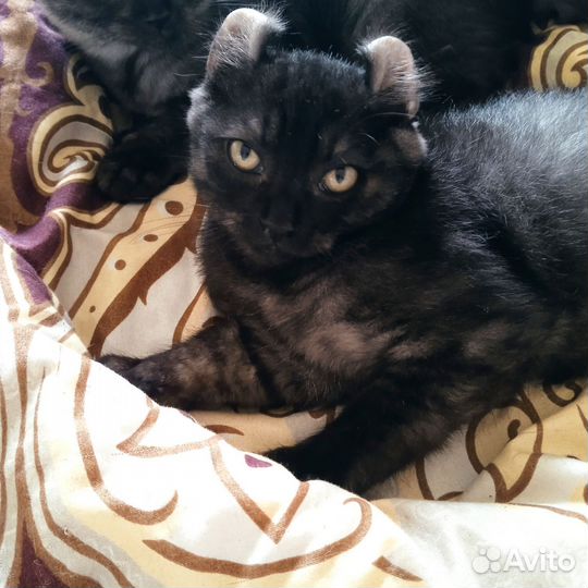 Американский керл котята