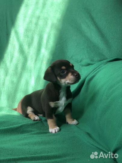 Собака-улыбака