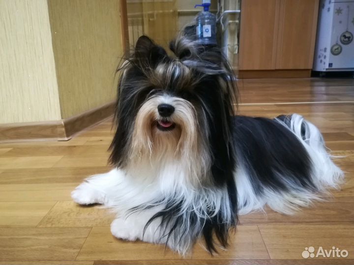 Вязка бивер