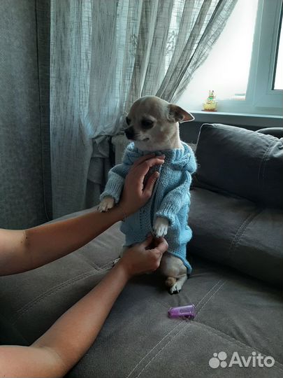 Одежда для маленьких собак