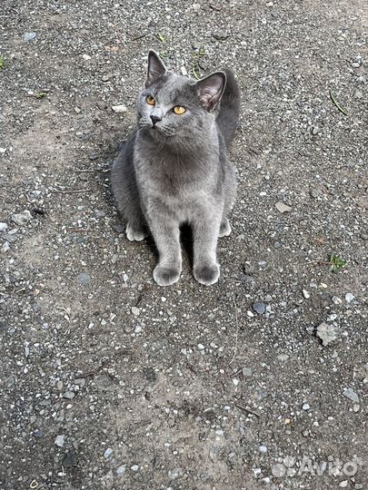 Отдам кота в добрые руки