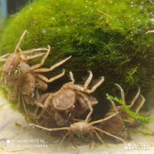 Карликовый краб паучок