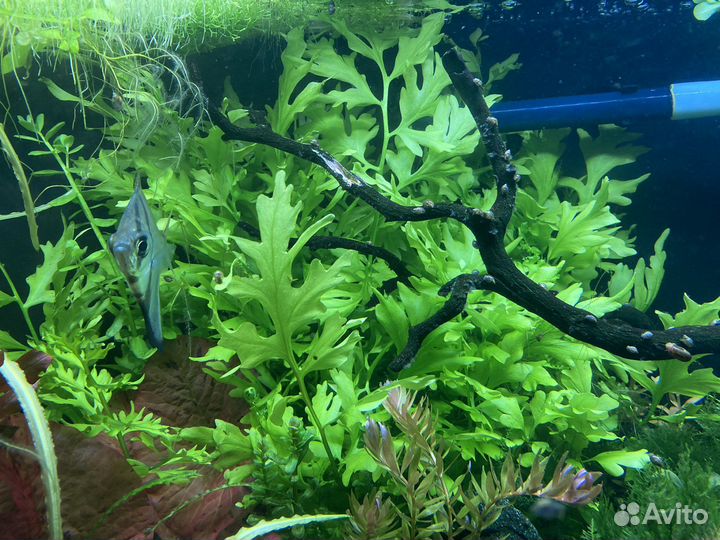 Прополка из своего аквариума