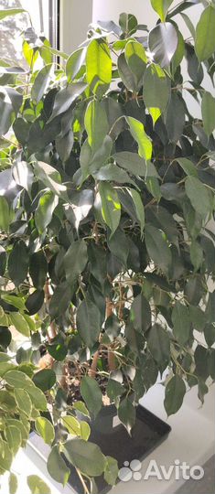 Фикус, педилантус, гибискус