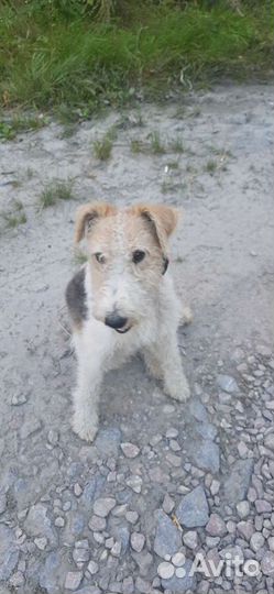 Вязка фокстерьер Ищем девочку, мальчик четыре года